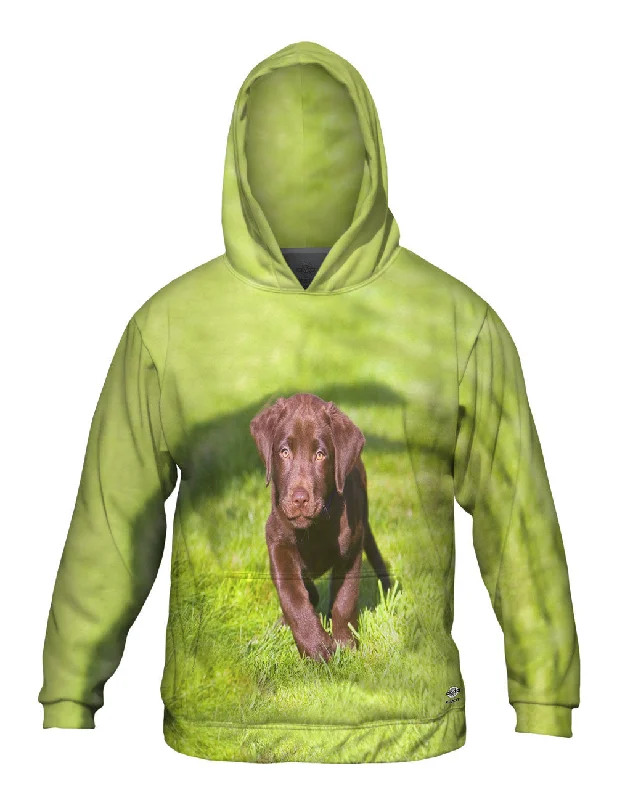 Act Now Speedy Chocolate Lab